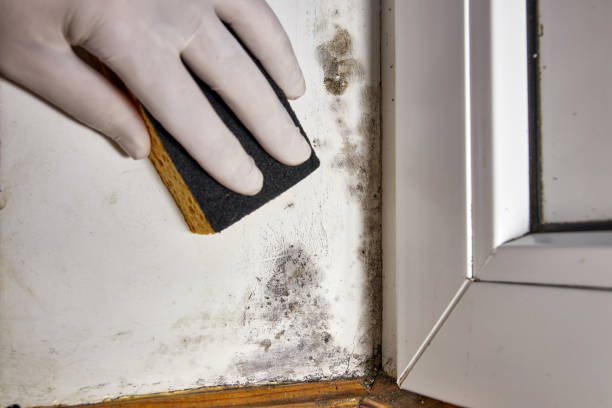 Best Water Damage & Mold Remediation  in USA